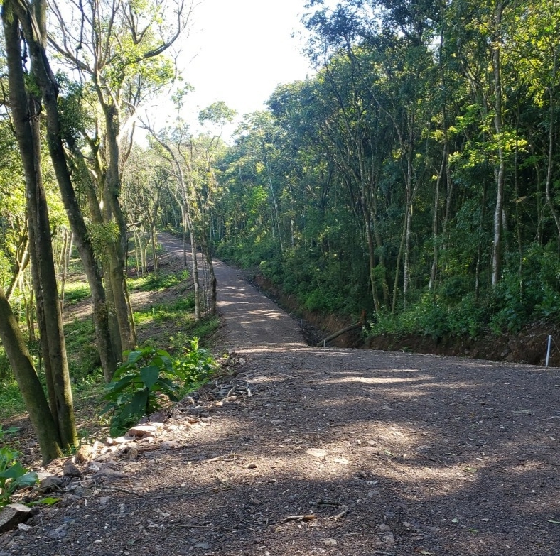 Rua aberta dentro da mata